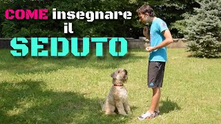 Come insegnare al cane il SEDUTO  ADDESTRAMENTO CANI [upl. by Ayres533]