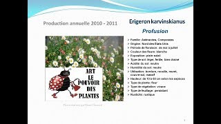 Tuto jardin Erigeron karvinskianus Profusion fiche technique plante annuelle [upl. by Aicilev]