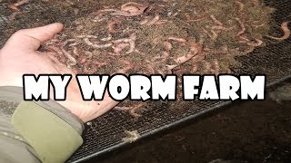 Dendrabaena Worm Farm  Showing you my Wormery [upl. by Matt]