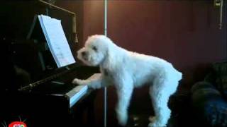 Un chien qui joue du piano [upl. by Ahar]