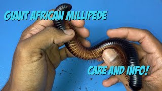 Giant African Millipede Care And Info [upl. by Ynez157]