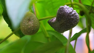 Dioscorea Bulbifera [upl. by Hsirt]