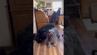 It’s a DOG ZOO around here 🤣 shortsfeed shorts dog doglover zoo bouvier funny [upl. by Routh]