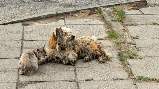 The dog protects the cat from the Greed of the Deceased owners children [upl. by Vasilis333]