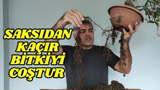 Bitki Gelişimi İçin Saksıdan Kaçma Yöntemi [upl. by Ilke]