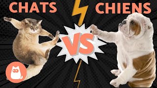 CHIENS VS CHATS qui va gagner [upl. by Ron323]