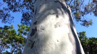 Spotted Gum tree  Corymbia maculata  Eucalyptus maculata HD 01 [upl. by Casabonne]