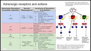 Adrenergic receptors and actions [upl. by Kwarteng813]