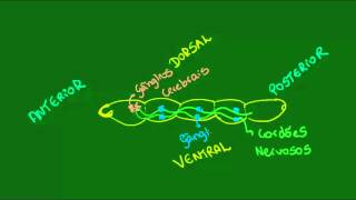 Sistema nervoso dos Anelídeos  Zoologia  Biologia [upl. by Dannie]