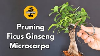 Pruning Ficus Ginseng Bonsai for Healthy Growth  Indoor Bonsai Care Tips [upl. by Noivad]