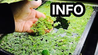 Salvinia Minima Aquarium Floating Plant [upl. by Rexana]