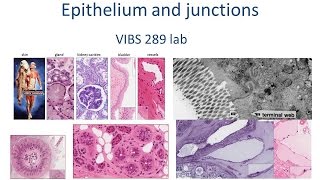 Junqueira’s Basic Histology  medtech book review mtle medtech histology medicaltechnologist [upl. by Kciredor]