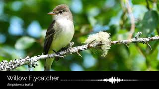 Willow Flycatcher song and call [upl. by Durning]