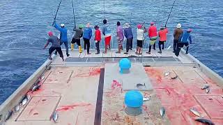 Maldives skipjack tuna fishing  how to fishing Maldives Deep Sea [upl. by Ayarahs]