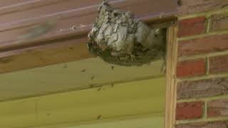 4K Giant Wasp Nest destoyed while wasps attack [upl. by Bush446]