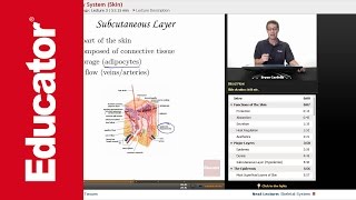 Integumentary System [upl. by Ahsirk]