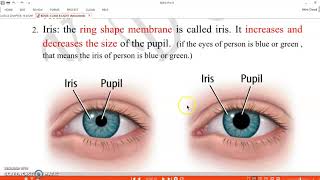 Vision Crash Course Anatomy amp Physiology 18 [upl. by Enelrac]