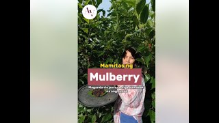 Mamitas ng Mulberry maganda rin para sa ating tuhod [upl. by Vachil]