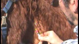 cushings disease in horses treatment PEMF [upl. by Kamilah]