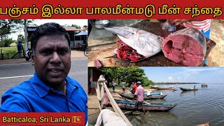 பஞ்சம் இல்லா பாலமீன்மடு சந்தை  Fresh Fish Market Paalameen Madu  Batticaloa  Sri Lanka [upl. by Tsugua228]