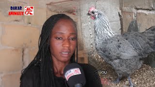 Élevage de poulets locaux  elle dépense 1500000f chaque mois Imaginez ce quelle gagne [upl. by Ennaillij]