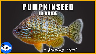 PUMPKINSEED ID GUIDE  FISHING TIPS  RANGE MAPS  Lepomis gibbosus [upl. by Tzong]