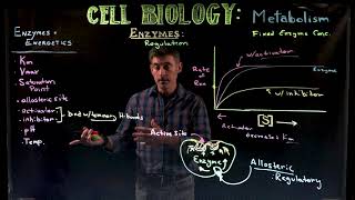 Enzyme Kinetics 2 Inhibitors and Activators [upl. by Alyakcm]