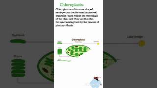 Plastids and its types  Chloroplast  Leucoplast and its types [upl. by Solana]