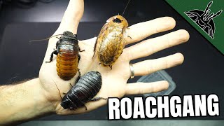 12 DIFFERENT Roach Colonies [upl. by Morlee]