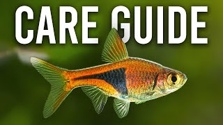 How to Care for Harlequin Rasboras and Lambchop Rasboras [upl. by Rizika]