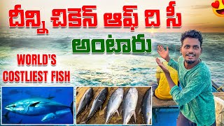 World’s costliest fish  bluefin tuna  దీన్ని చికెన్ ఆఫ్ ది సీ అంటారు [upl. by Artinek]