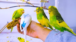 Budgie Sounds for Lonely birds to make them happy [upl. by Sheelagh]