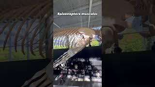 Incredible Blue Whale Skeleton on Display at the Beaty Biodiversity Museum [upl. by Theresina18]