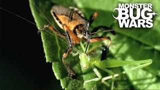 Tiger Assassin Bug vs Silverback Cross Spider  MONSTER BUG WARS [upl. by Bertero]