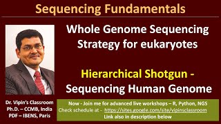 GE12  Sequencing the human genome  Hierarchical Shotgun Sequencing [upl. by Yrome]