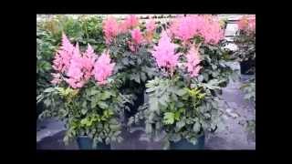 Best Perennials  Astilbe Rheinland False Spirea [upl. by Kelson]