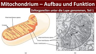 Mitochondrium Mitochondrien  Aufbau und Funktion Zellorganellen Teil 1  Biologie Oberstufe [upl. by Fontana]