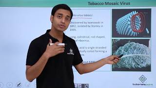 Class 11th – Virus  Tobacco Mosic Virus  Biological Classification  Tutorials Point [upl. by Langham30]