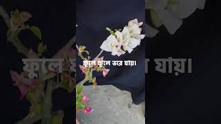 ওয়াজিদ আলী শাহ বাগানবিলাস অবহেলিত কিন্তু চমৎকার জাত [upl. by Bocoj]