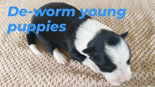 De worm Young Puppies [upl. by Sevein406]