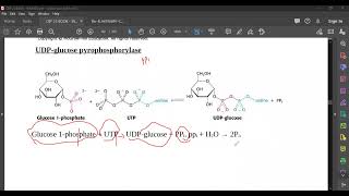 L48 Glycogen Metabolism R [upl. by Juliann]