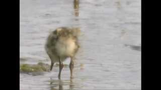 Elmeere Vogelschutz auf Föhr [upl. by Him]