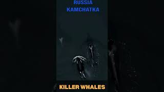 Killer Whales in Kamchatka Stunning Aerial Views of Orcas in Russias Wild Wilderness [upl. by Yorgo416]