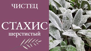 Стахис шерстистыйЧистец византийскийStachys Lanata [upl. by Ladnor]