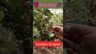 मिठो ऐसेलु Golden grapesshorts shortsvideo shortsyoutube [upl. by Hodge]