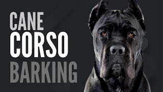 Cane Corso  Barking Sound FX High Pitch [upl. by Nylirrehs439]