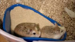 Cute Roborovski Dwarf Hamsters Sand Bathing [upl. by Lennie]