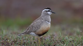 Bland fjällpipare och ren Among dotterels and reindeer [upl. by Airotna750]