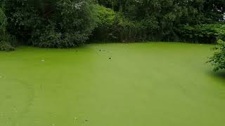 foulques dans lac vert [upl. by Reinhart]