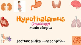 Hypothalamus physiology  Physiology  Med Vids made simple [upl. by Ainehs]